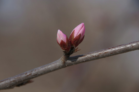 桃花蓓蕾花蕾含苞待放