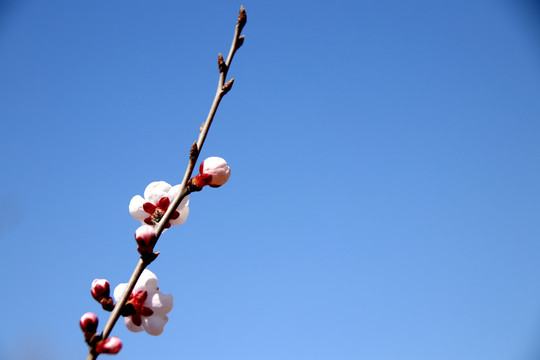 蓝天下的桃花桃树枝