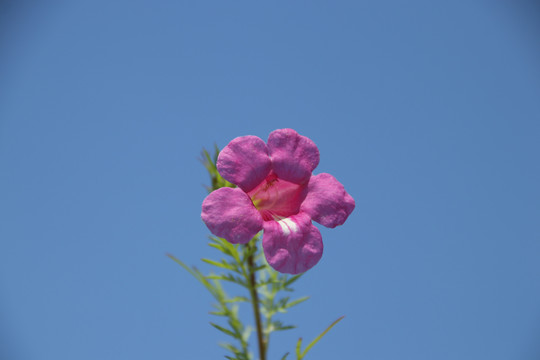 粉色野花