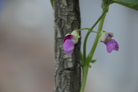 豆角四季豆花