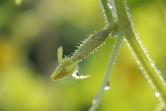 顶花带刺的黄瓜