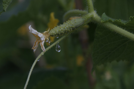 顶花带刺的嫩黄瓜秧子