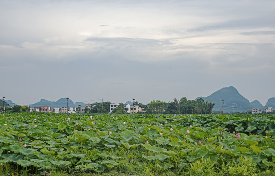 乡村田园风光