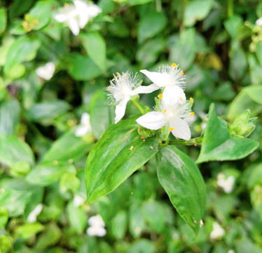 白花紫露草