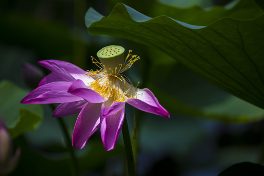 荷花