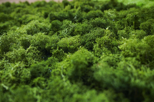 绿色苔藓