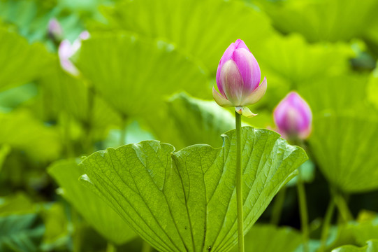 粉色荷花