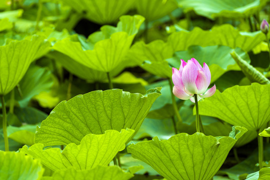 粉色荷花