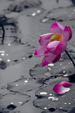 水墨雨荷