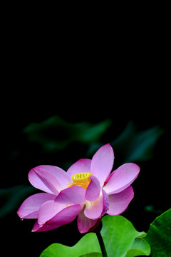 雨后荷花