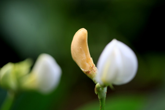 豆角开花