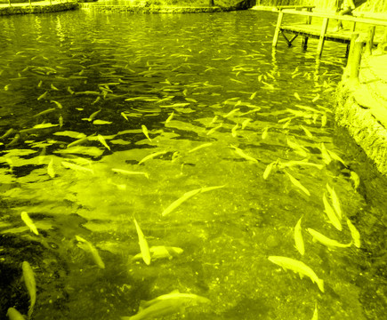 金魚