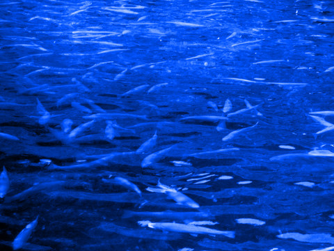 水中魚