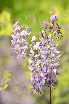 紫藤花高清