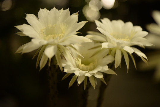 花朵特写