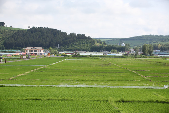 水田