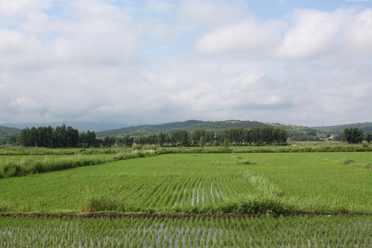 水稻田