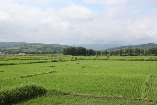 水稻田