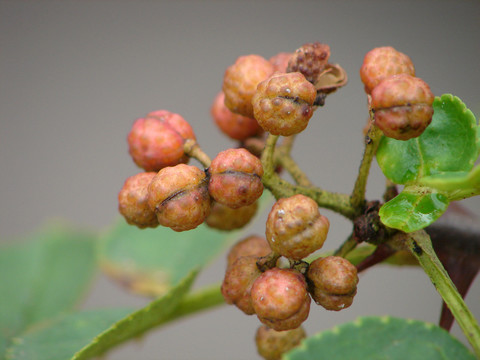 芸香科植物花椒的果期