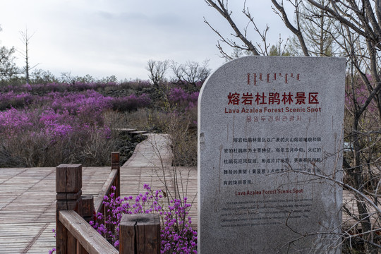 熔岩杜鹃林景区