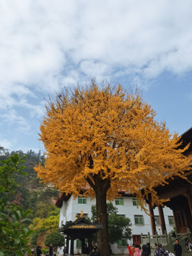 千年古树银杏树