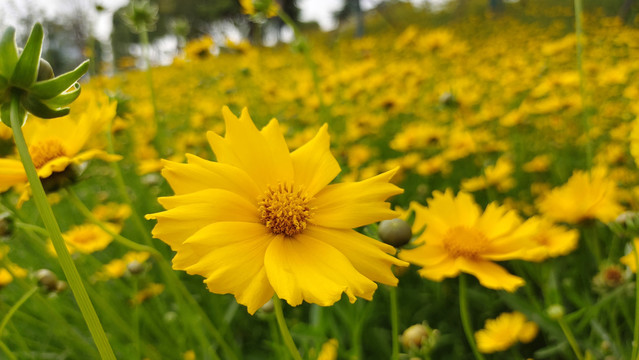 野菊花