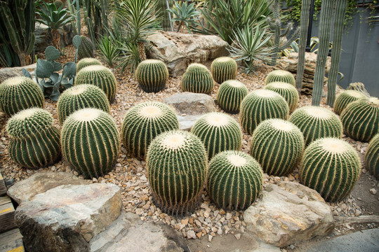 上海辰山植物园里仙人掌