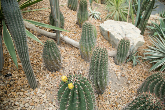 上海辰山植物园里仙人掌