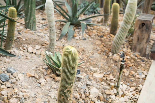 上海辰山植物园里仙人掌