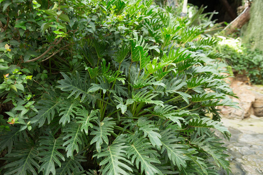 热带植物园里的仙羽蔓绿绒