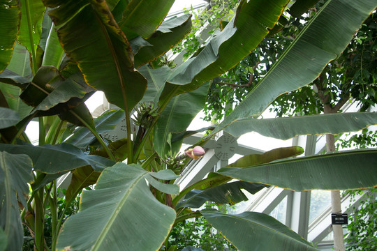 热带植物园里的香蕉树