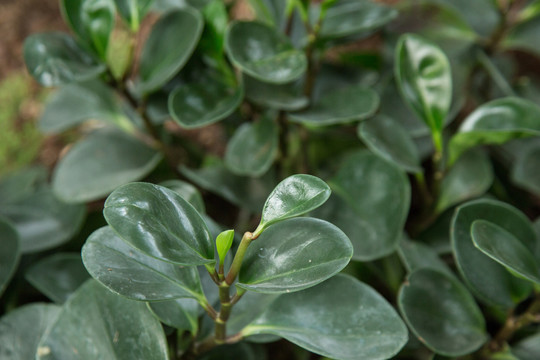 植物园里的圆叶椒草