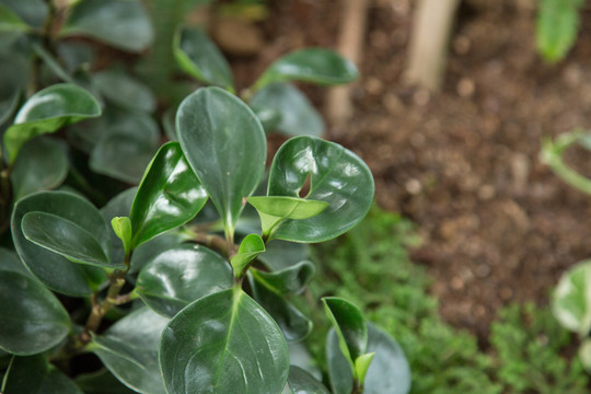 植物园里的圆叶椒草