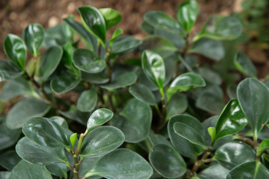 植物园里的圆叶椒草