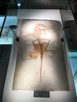 龙鸟化石