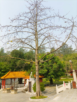 南海观音寺风景