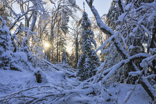 积雪树干大雪夕阳