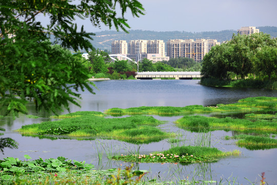 湿地公园