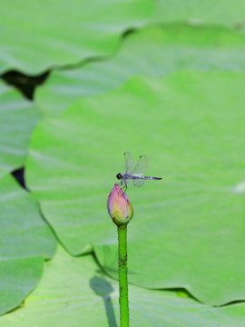 荷花