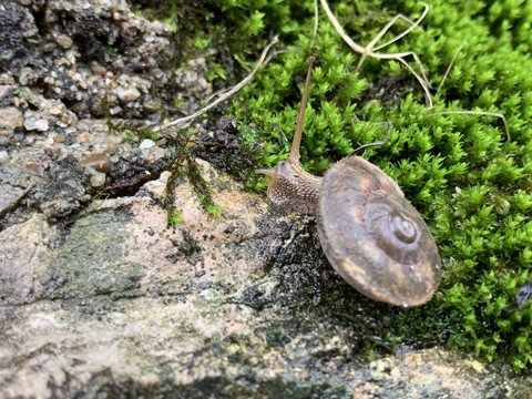苔藓与蜗牛