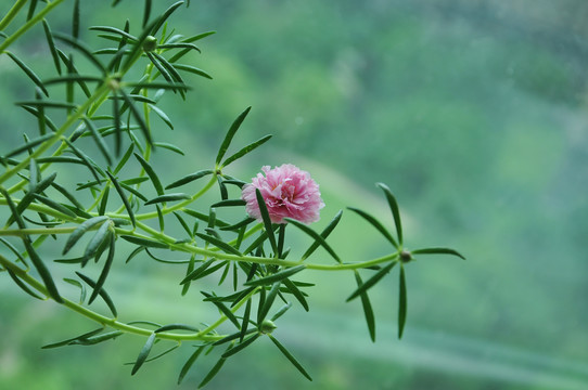 粉色太阳花