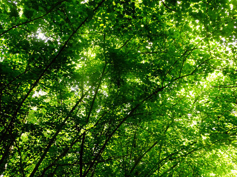 绿植绿树背景