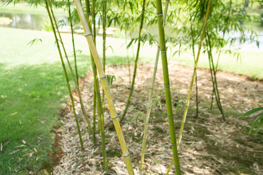 植物园里的黄纹竹