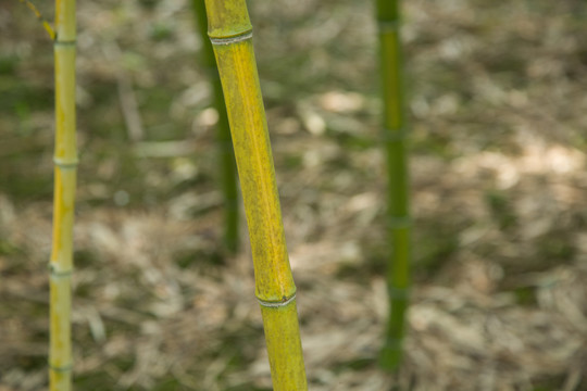 植物园里的黄纹竹