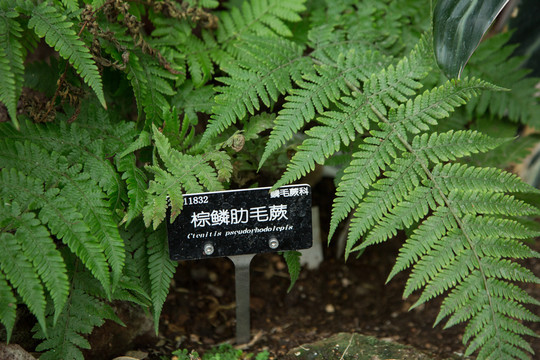 植物园里的棕鳞肋毛厥