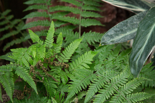 植物园里的棕鳞肋毛厥