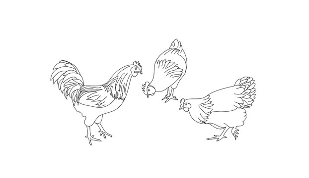 線描雞