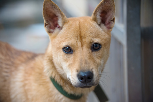 中华田园犬大黄