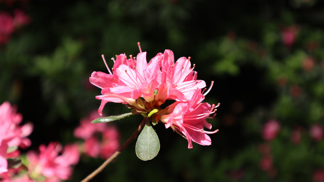 杜鹃花