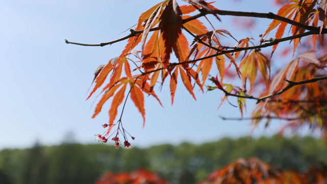 紅楓